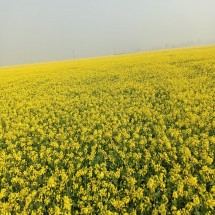 চামেলী খাতুন